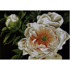 PN-0008177 Пионы